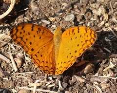 Phalanta phalantha phalantha