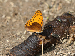 Phalanta phalantha phalantha