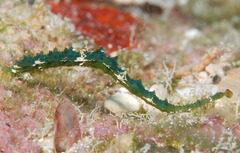 Stibarobdella macrothela