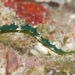 Stibarobdella - Photo (c) uwkwaj, algunos derechos reservados (CC BY-NC), subido por uwkwaj