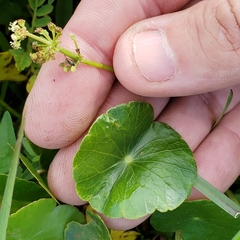 Hydrocotyle tribotrys