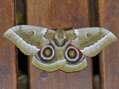 Gonimbrasia zambesina