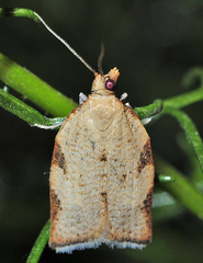 Clepsis siciliana