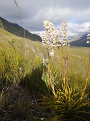 Eulophia barbata