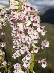 Eulophia barbata