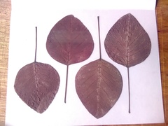 Euphorbia cotinifolia