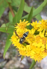 Ancistrocerus catskill