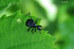 Compsapoderus erythropterus