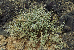 Pergularia tomentosa