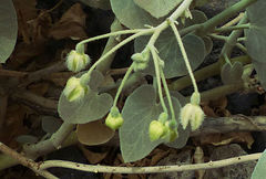 Pergularia tomentosa