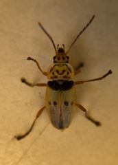 Chauliognathus plicatus