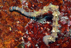 Stibarobdella macrothela