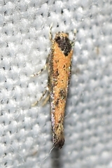 Coccidiphila danilevskyi