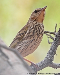 Anthus lineiventris
