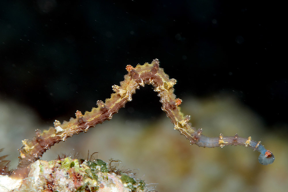 Pontobdellinae