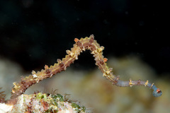 Stibarobdella macrothela