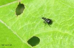Compsapoderus erythropterus