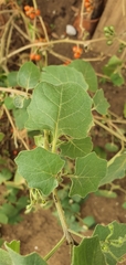 Solanum villosum image
