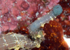 Stibarobdella macrothela