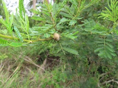Vachellia kosiensis