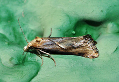 Cochylimorpha decolorella