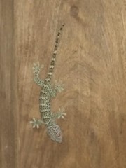 Gekko gecko gecko