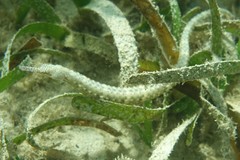 Corythoichthys polynotatus