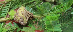 Cephalotelium