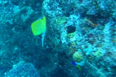 Forcipiger longirostris