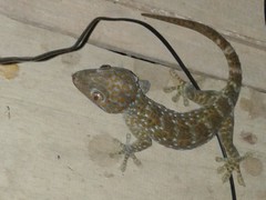Gekko gecko gecko