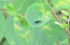 Apoderinae