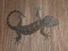 Gekko gecko gecko