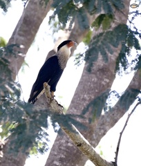 Caracara
