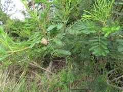 Vachellia kosiensis