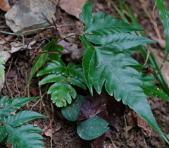 Tectaria subtriphylla