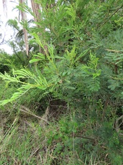 Vachellia kosiensis
