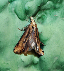 Cochylimorpha decolorella