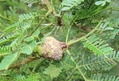 Cephalotelium