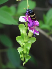 Canavalia bonariensis