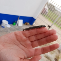 Ommatoiulus lusitanus