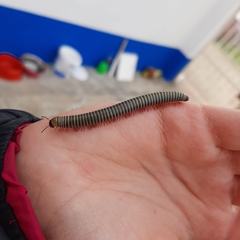 Ommatoiulus lusitanus