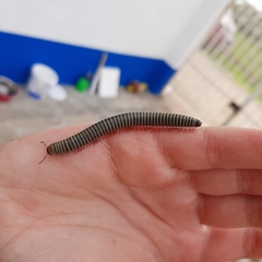 Ommatoiulus lusitanus