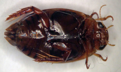 Laccophilus maculosus