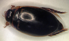 Thermonectus basillaris