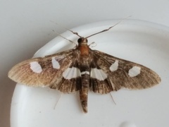 Desmia maculalis