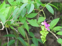 Canavalia bonariensis