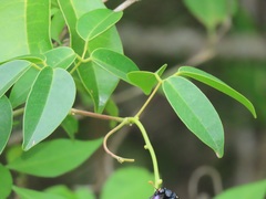 Canavalia bonariensis