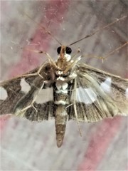 Desmia maculalis