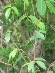 Canavalia bonariensis