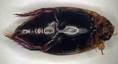Thermonectus basillaris